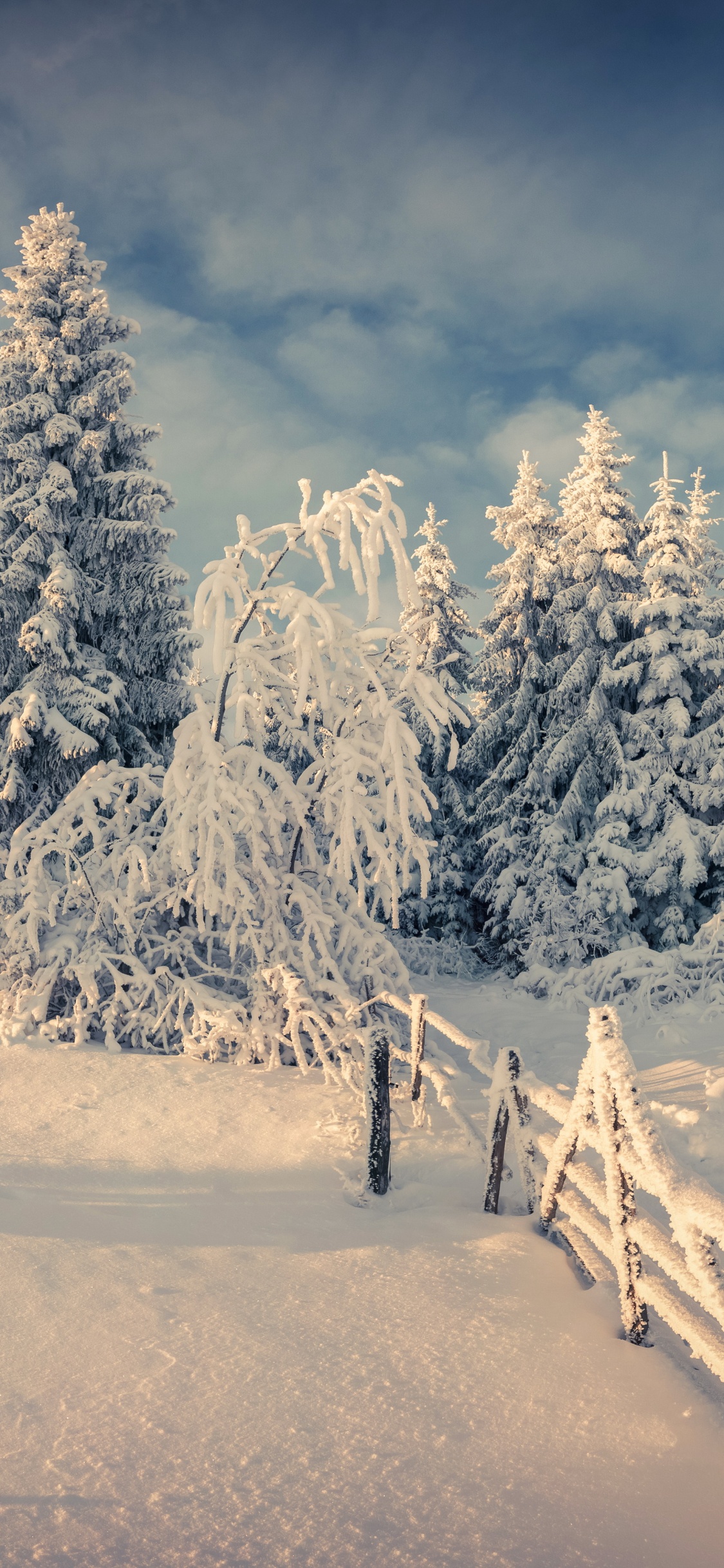 Árboles Cubiertos de Nieve y Montañas Durante el Día. Wallpaper in 1125x2436 Resolution