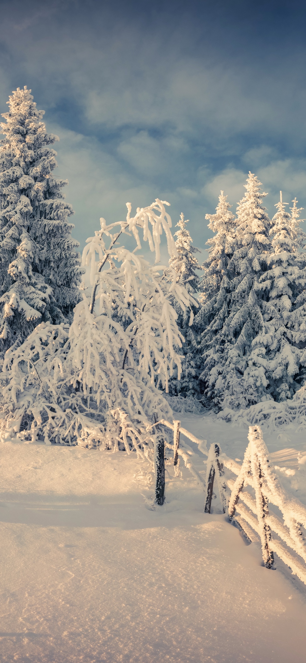 Árboles Cubiertos de Nieve y Montañas Durante el Día. Wallpaper in 1242x2688 Resolution