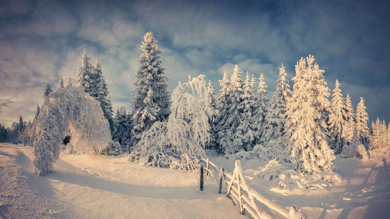 Árboles Cubiertos de Nieve y Montañas Durante el Día. Wallpaper in 1366x768 Resolution