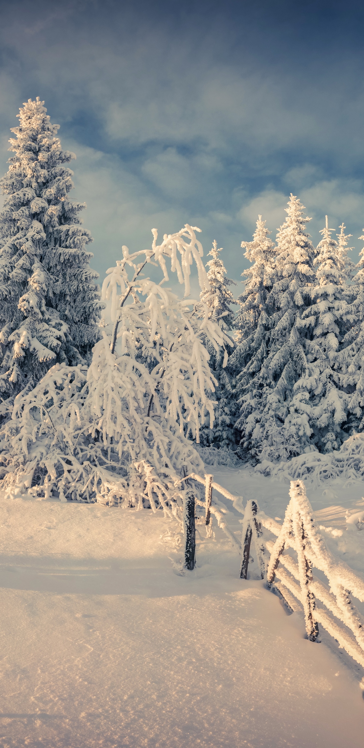 Árboles Cubiertos de Nieve y Montañas Durante el Día. Wallpaper in 1440x2960 Resolution