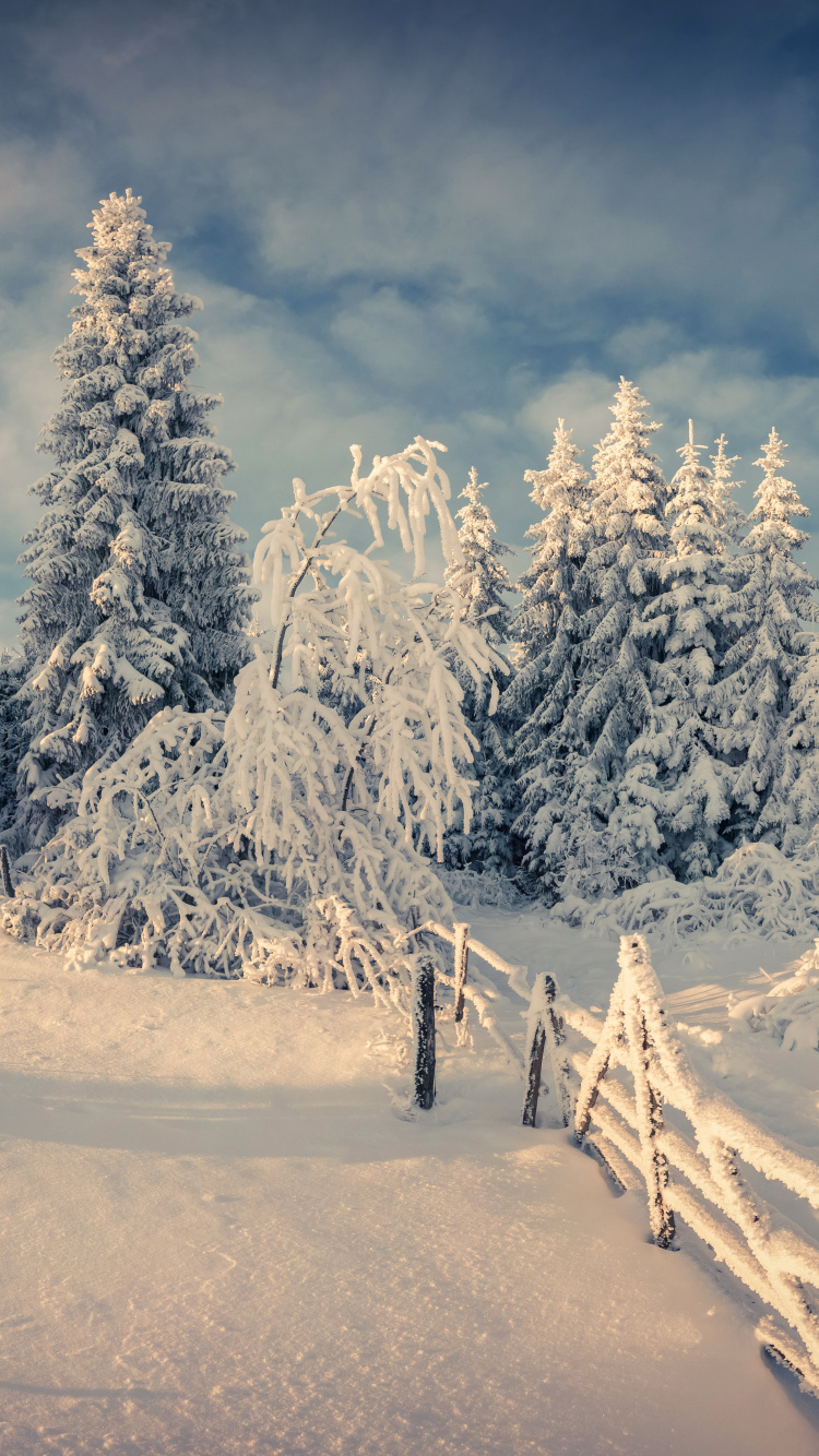 Schneebedeckte Bäume Und Berge Tagsüber. Wallpaper in 750x1334 Resolution