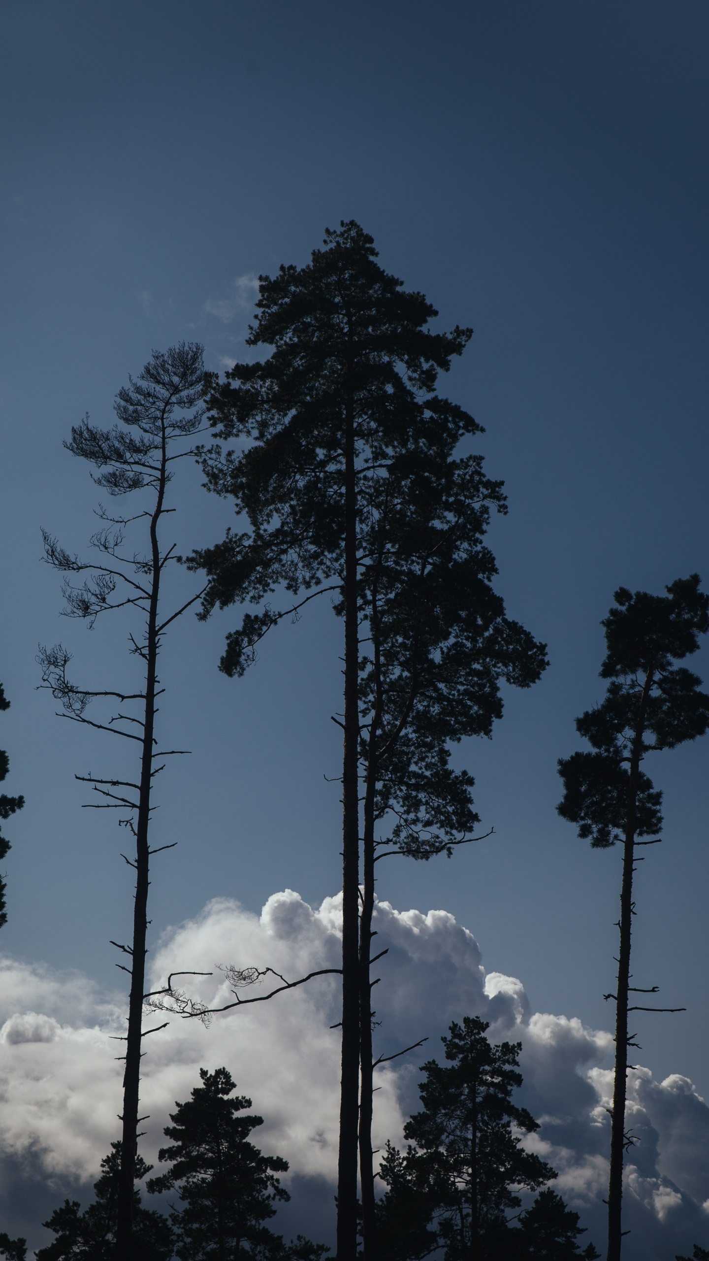 Cloud, Pine, Tree, Woody Plant, Biome. Wallpaper in 1440x2560 Resolution