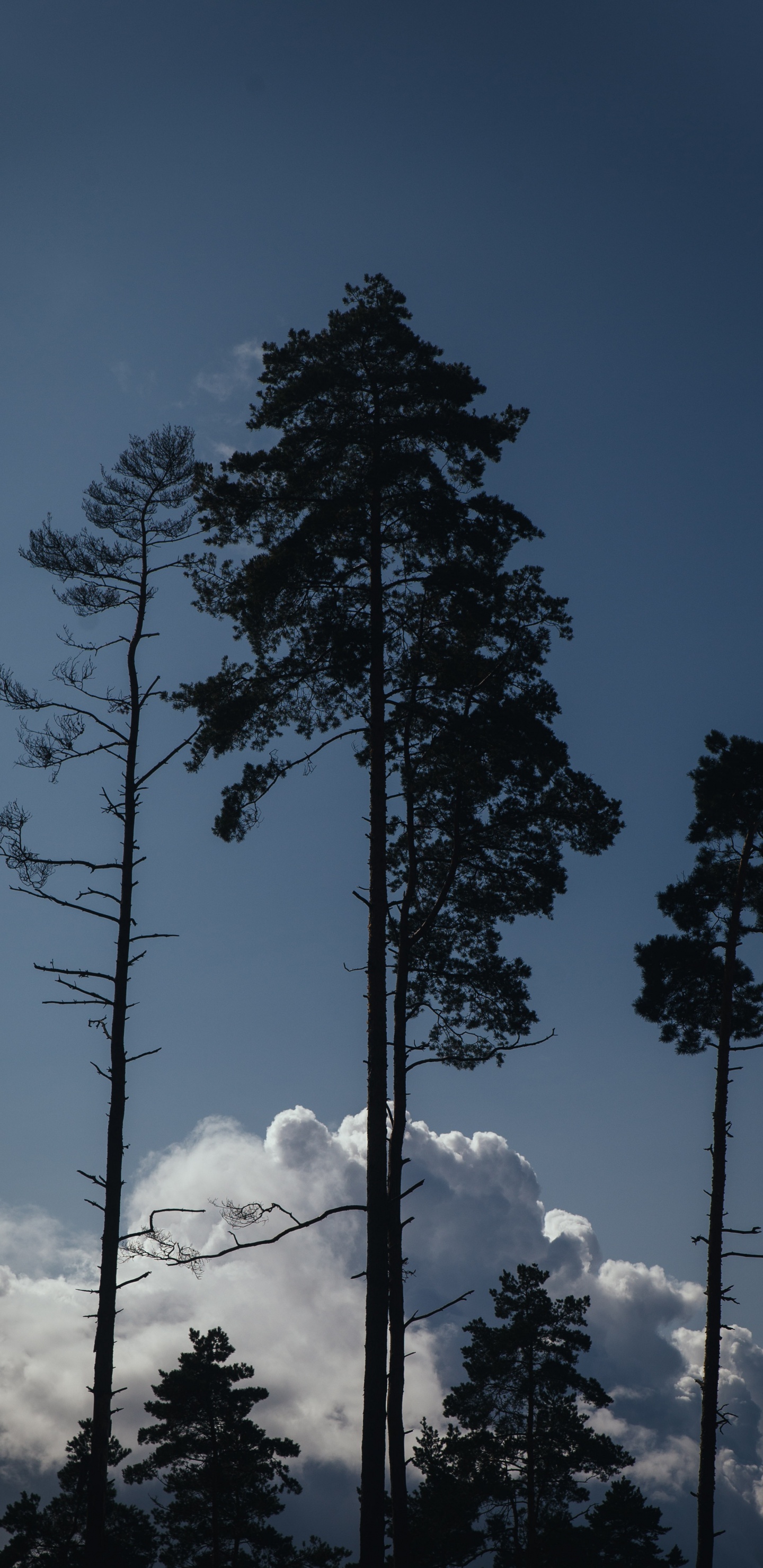 Cloud, Pine, Tree, Woody Plant, Biome. Wallpaper in 1440x2960 Resolution