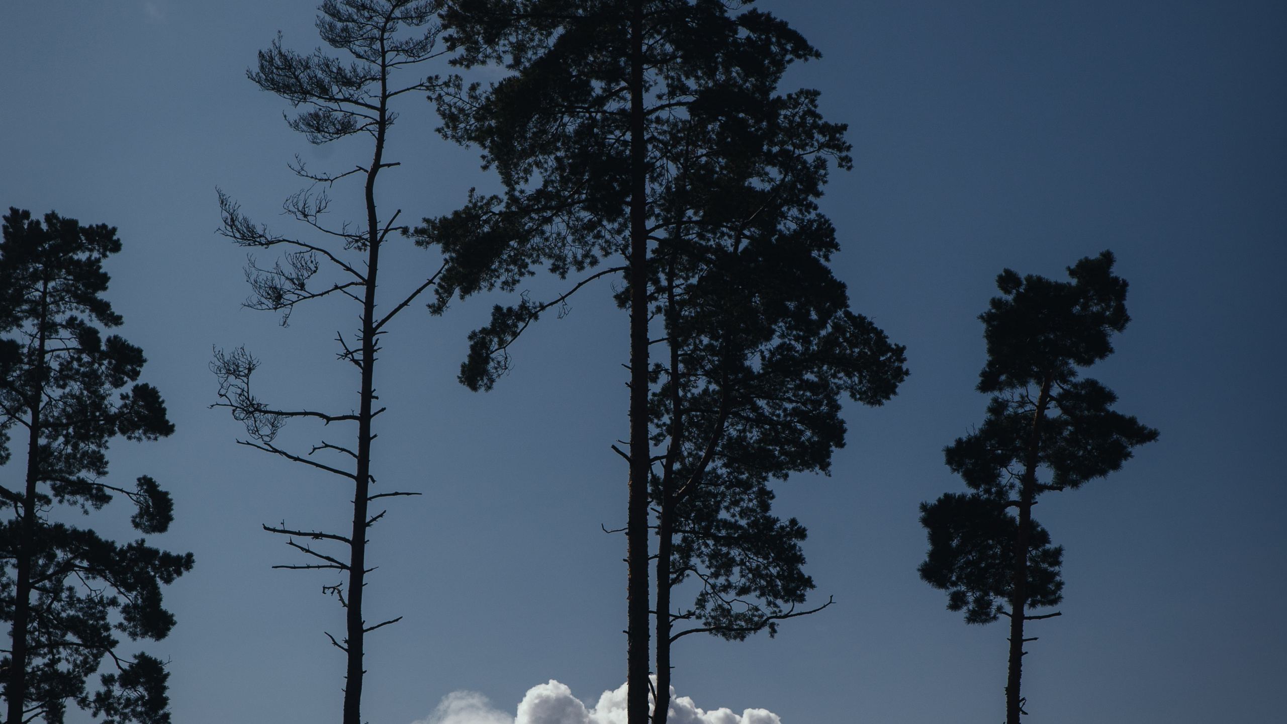 Cloud, Pine, Tree, Woody Plant, Biome. Wallpaper in 2560x1440 Resolution