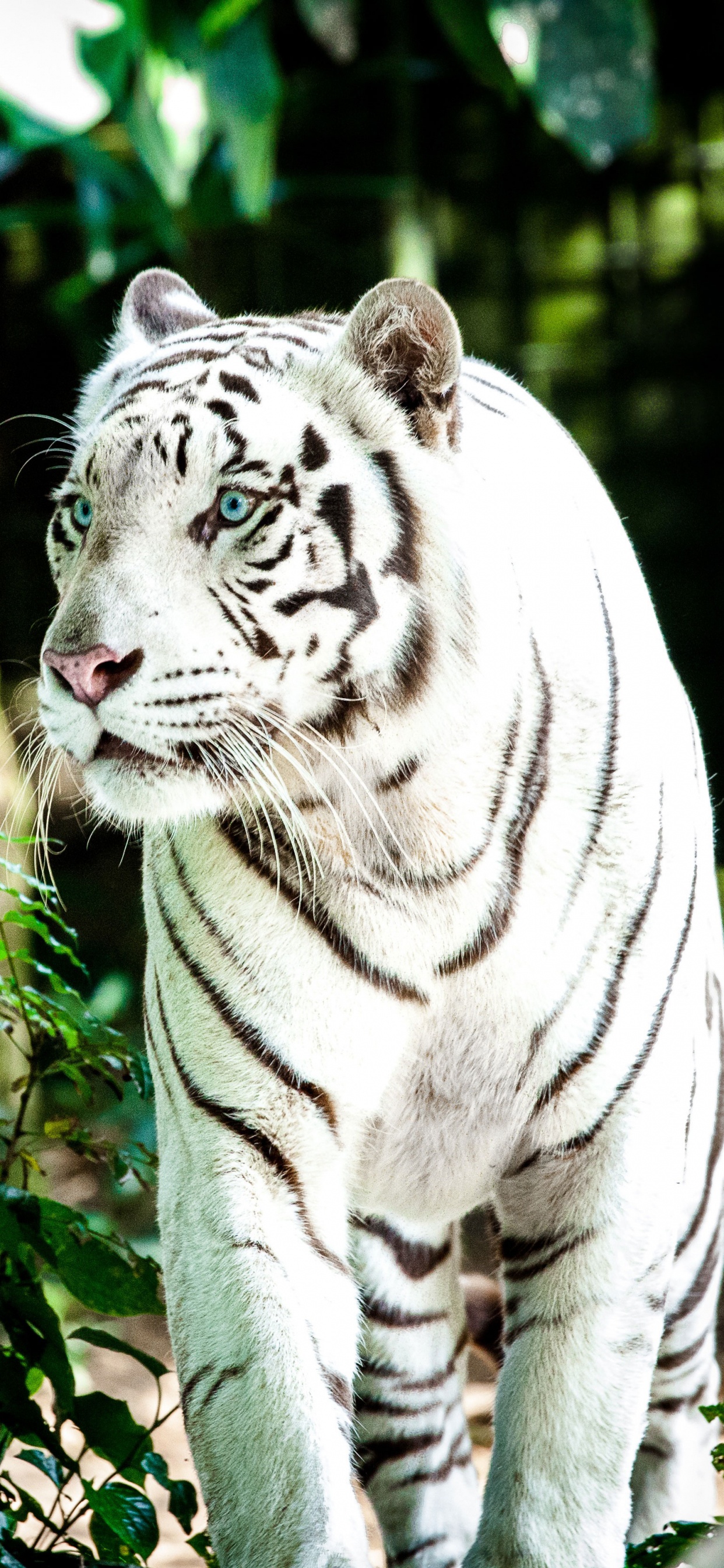 White and Black Tiger on Green Grass During Daytime. Wallpaper in 1242x2688 Resolution