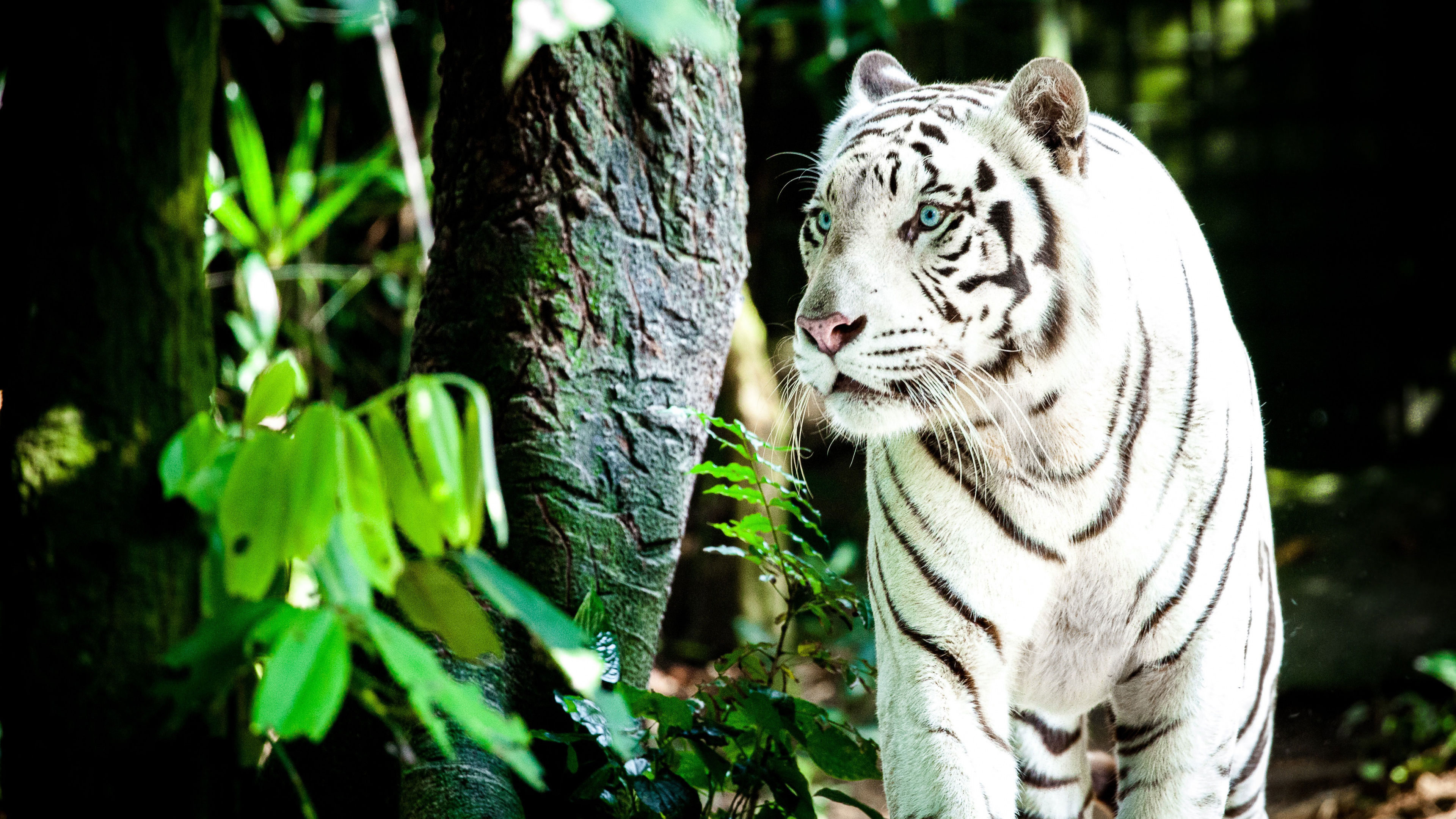 White and Black Tiger on Green Grass During Daytime. Wallpaper in 3840x2160 Resolution