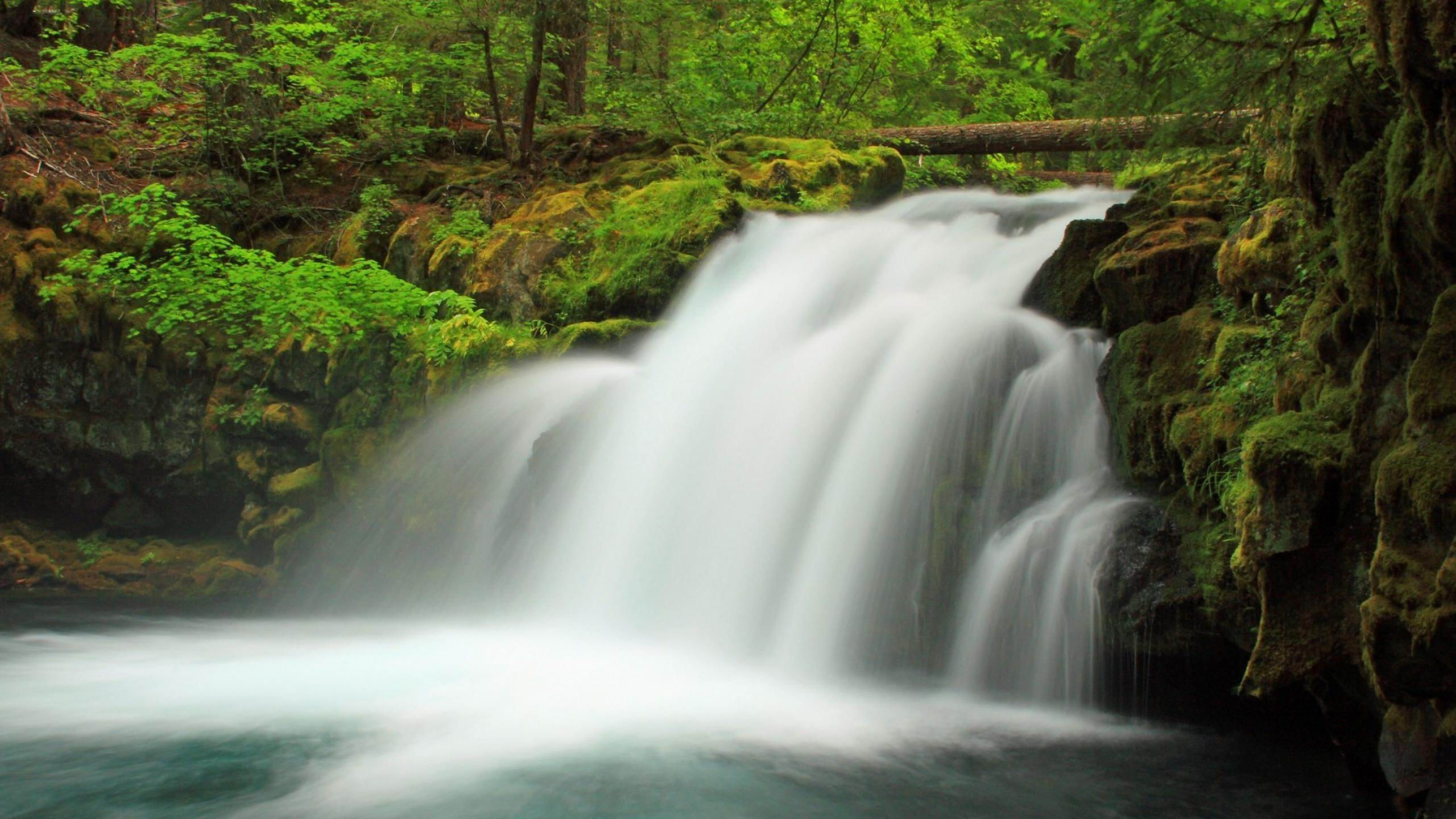 Waterfalls in Forest During Daytime. Wallpaper in 2560x1440 Resolution