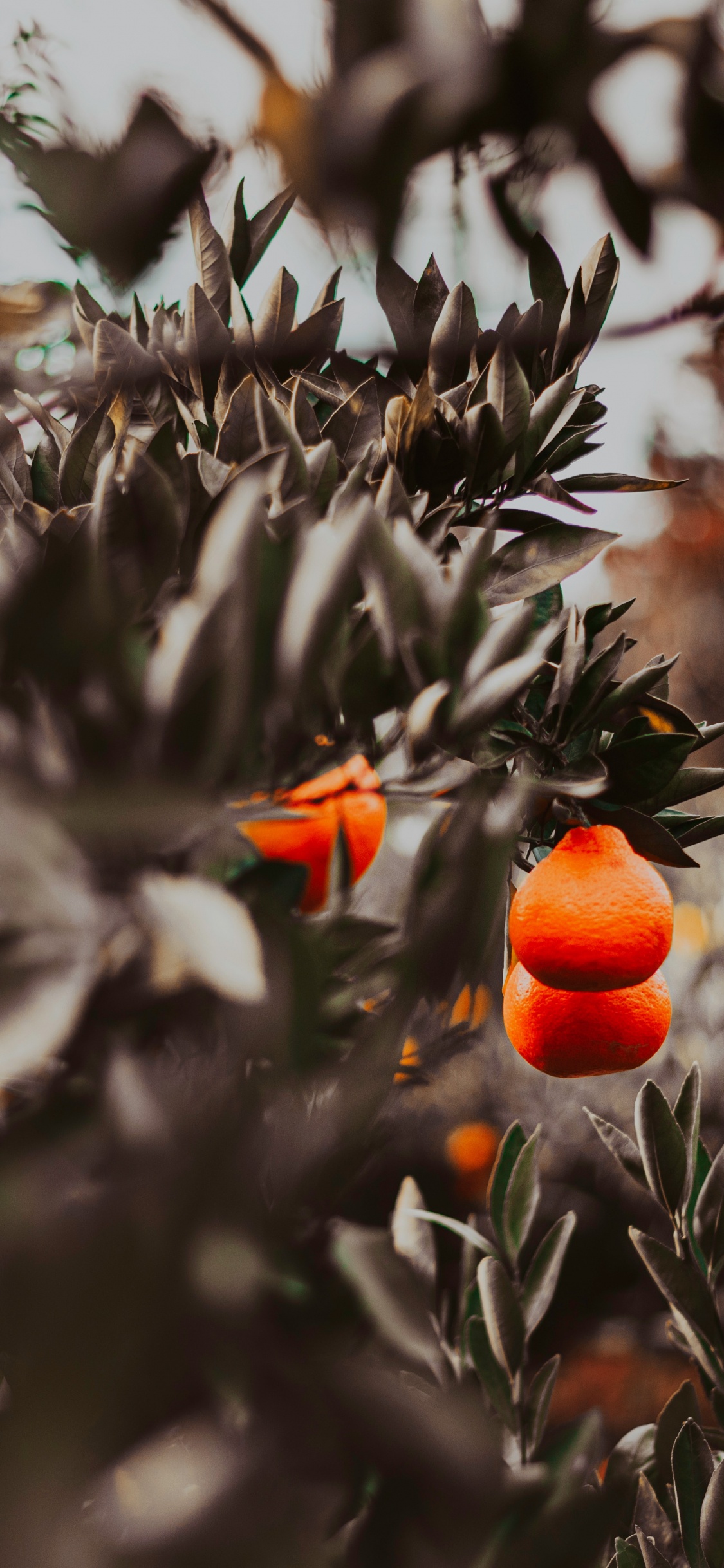 Fruit Orange Sur Plante Verte. Wallpaper in 1125x2436 Resolution