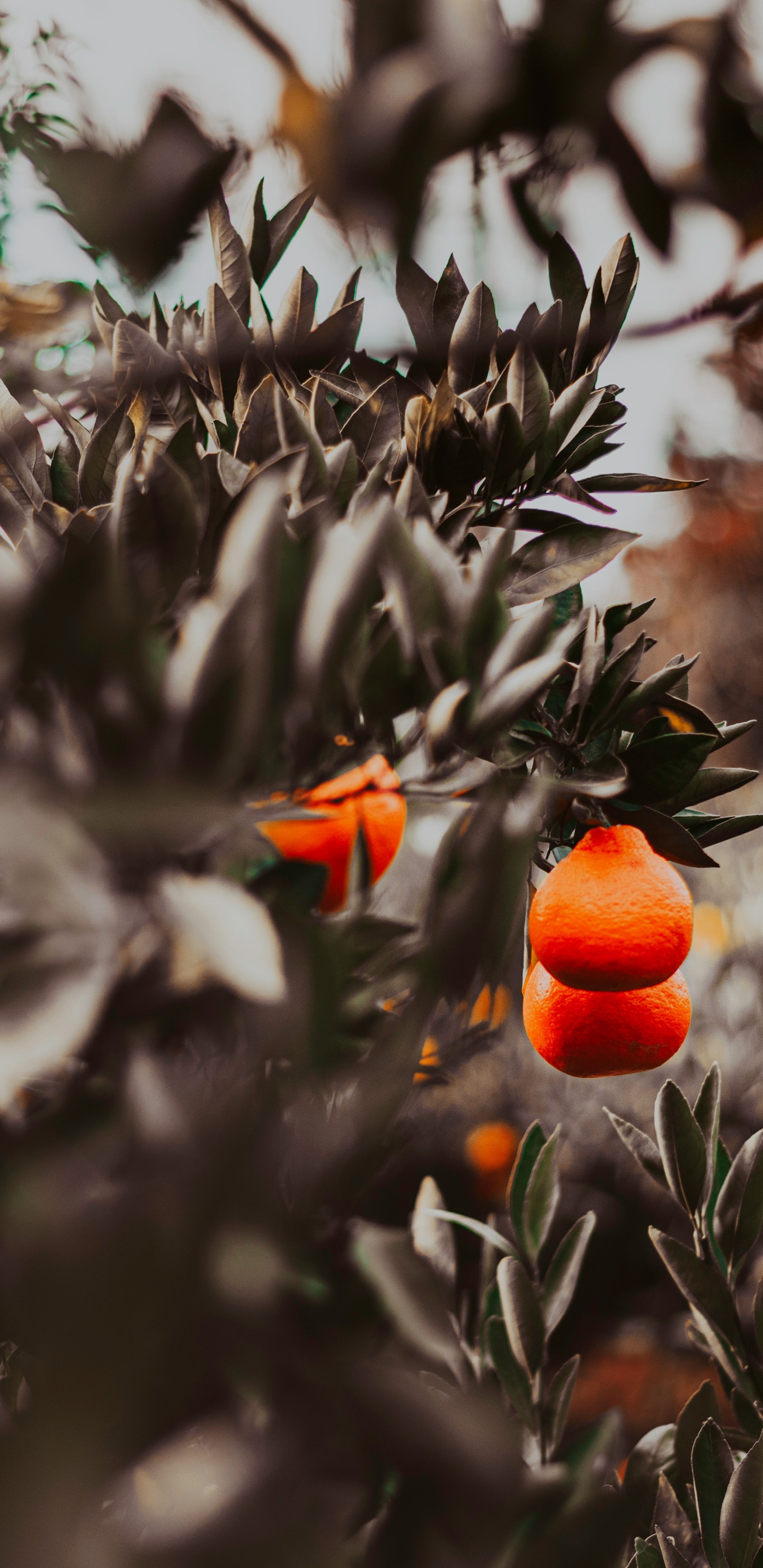 Fruit Orange Sur Plante Verte. Wallpaper in 1440x2960 Resolution