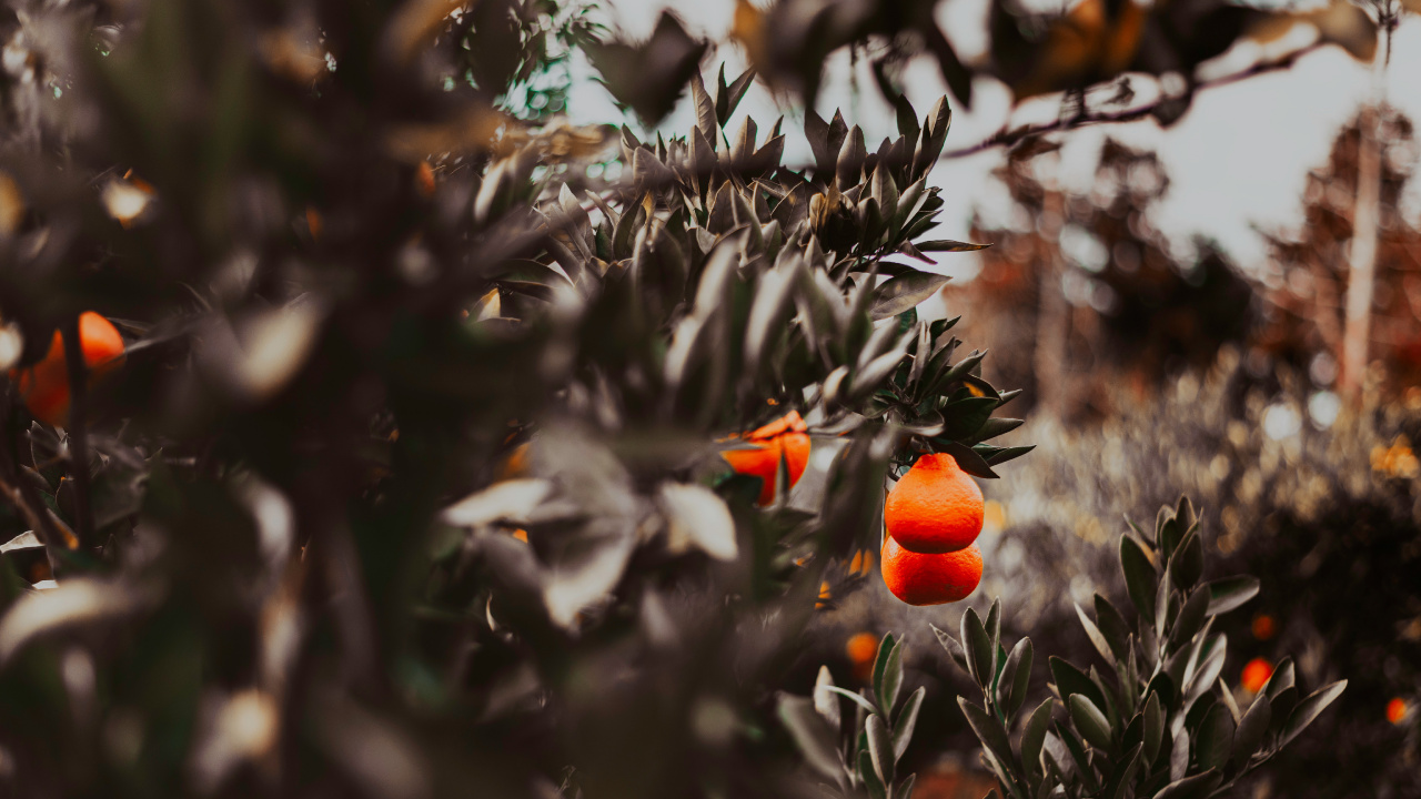 Orange Fruit on Green Plant. Wallpaper in 1280x720 Resolution