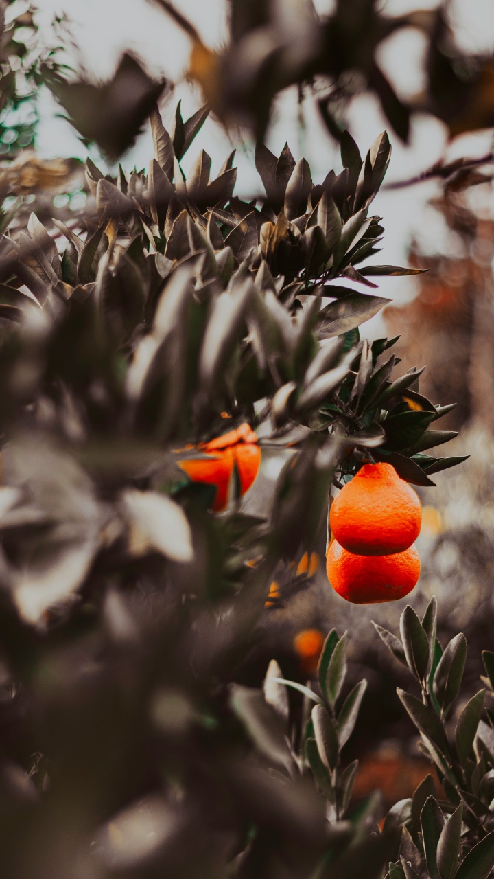 Orange Fruit on Green Plant. Wallpaper in 720x1280 Resolution