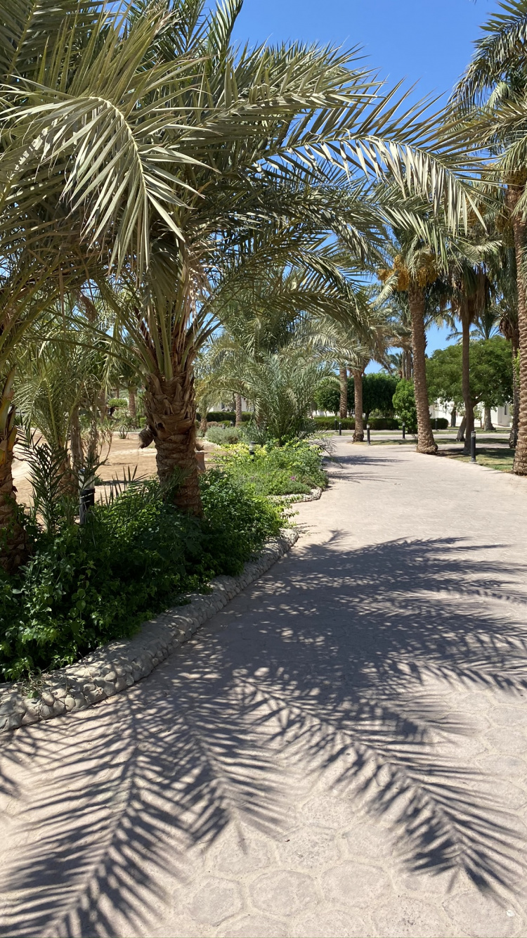 Palm Trees, Date Palm, Real Estate, Biology, Woody Plant. Wallpaper in 750x1334 Resolution