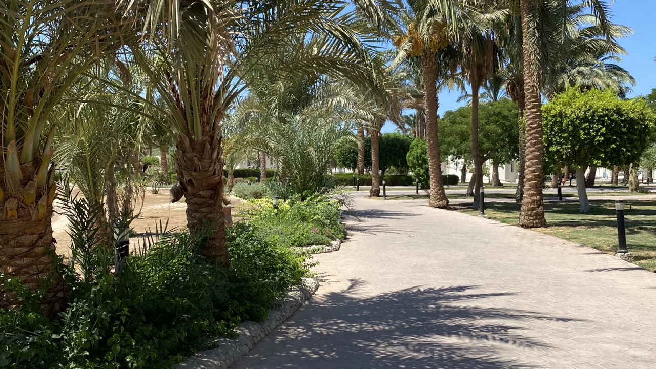 Palmier, Dattier, Immobilier, Biologie, Plantes Ligneuses. Wallpaper in 1280x720 Resolution