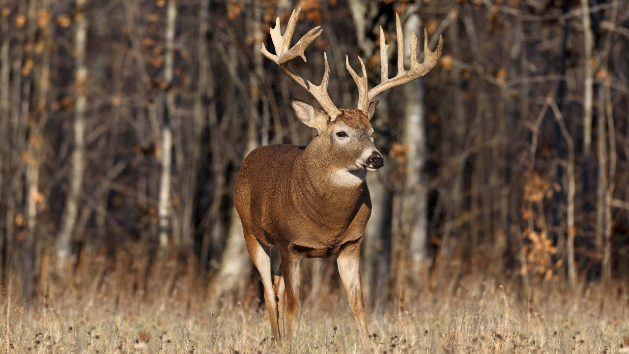 Brown Deer on Brown Grass Field During Daytime. Wallpaper in 1280x720 Resolution