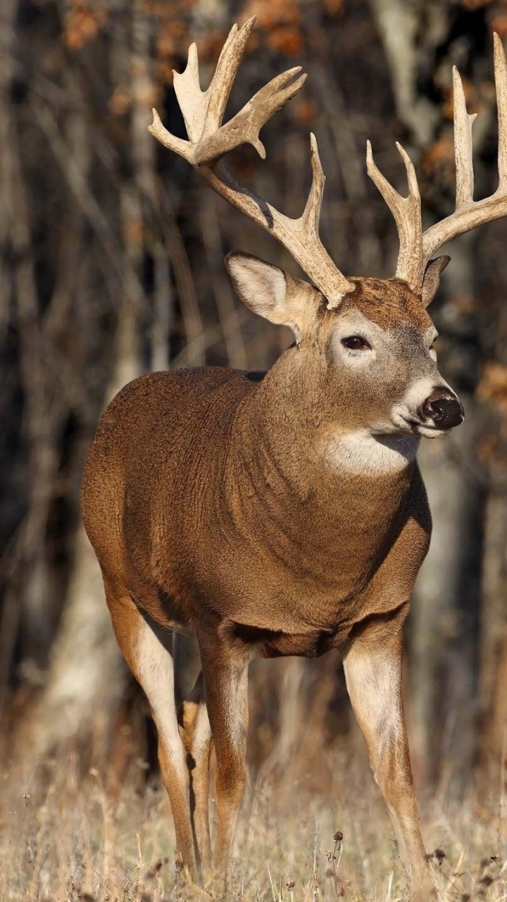 Braunes Reh Auf Braunem Grasfeld Tagsüber. Wallpaper in 720x1280 Resolution