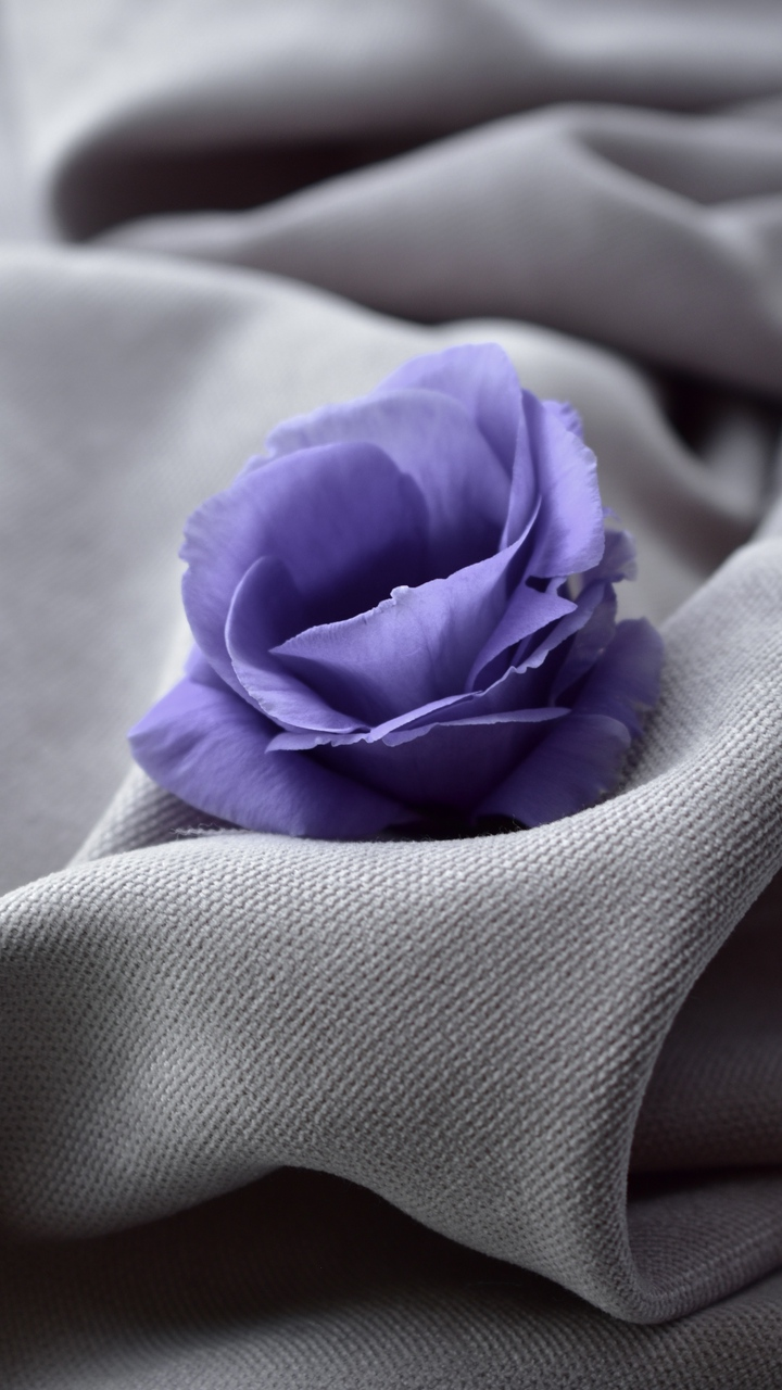 Roses, Fleurs Glaïeul, Purple, Pétale, Botanique. Wallpaper in 720x1280 Resolution