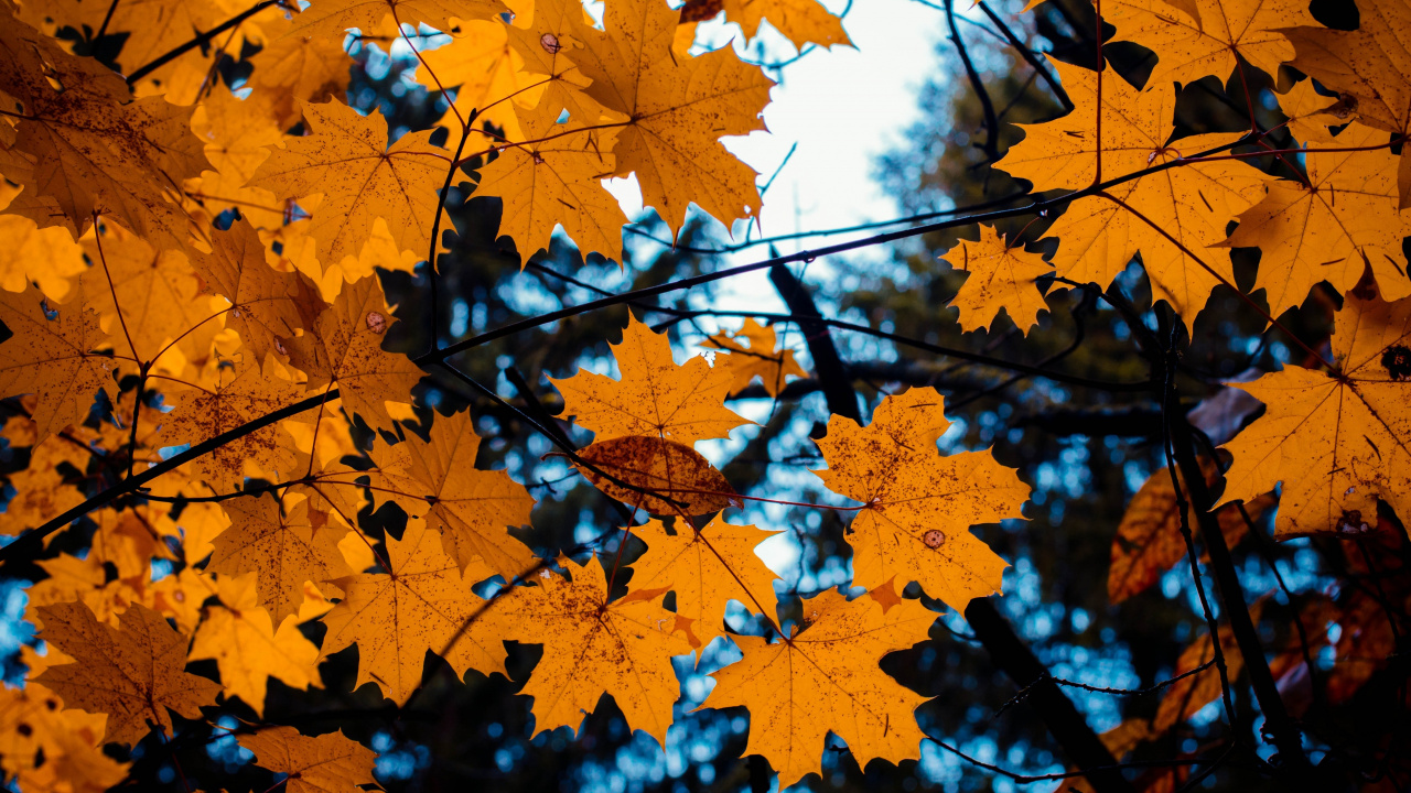 Yellow Maple Leaves During Daytime. Wallpaper in 1280x720 Resolution