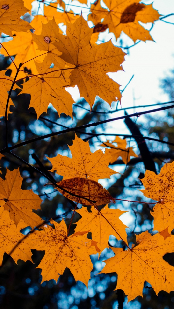 Feuilles D'érable Jaune Pendant la Journée. Wallpaper in 720x1280 Resolution