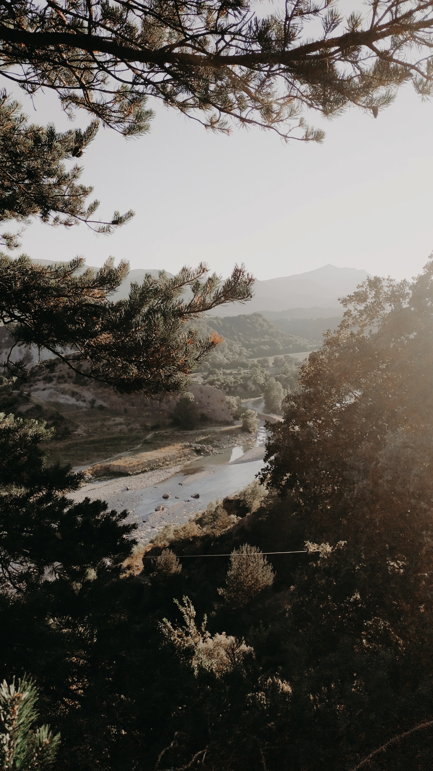 Mañana, Sucursal, Agua, Niebla, Bruma. Wallpaper in 1440x2560 Resolution