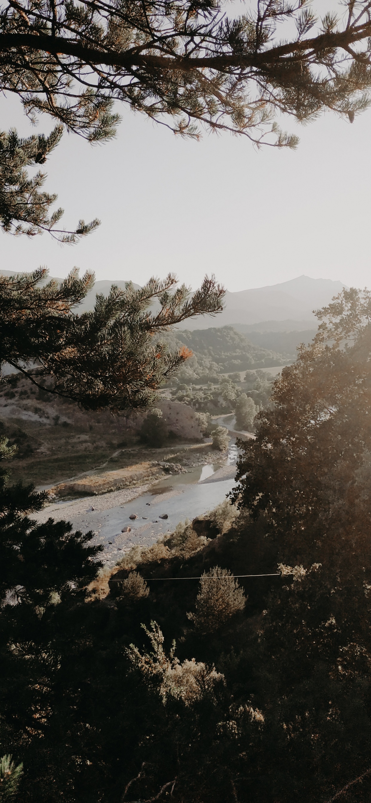 Baum, Morgen, Branch, Wasser, Nebel. Wallpaper in 1242x2688 Resolution