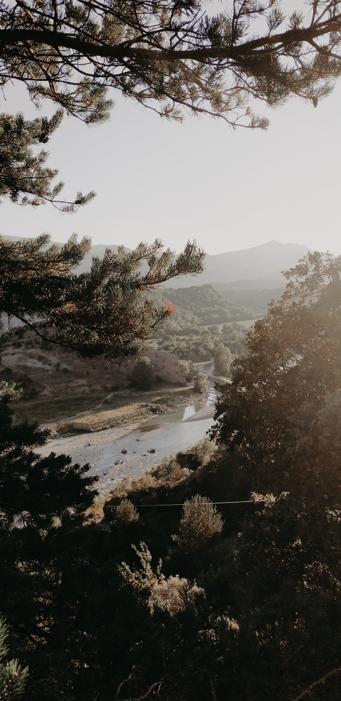 Baum, Morgen, Branch, Wasser, Nebel. Wallpaper in 1440x2960 Resolution