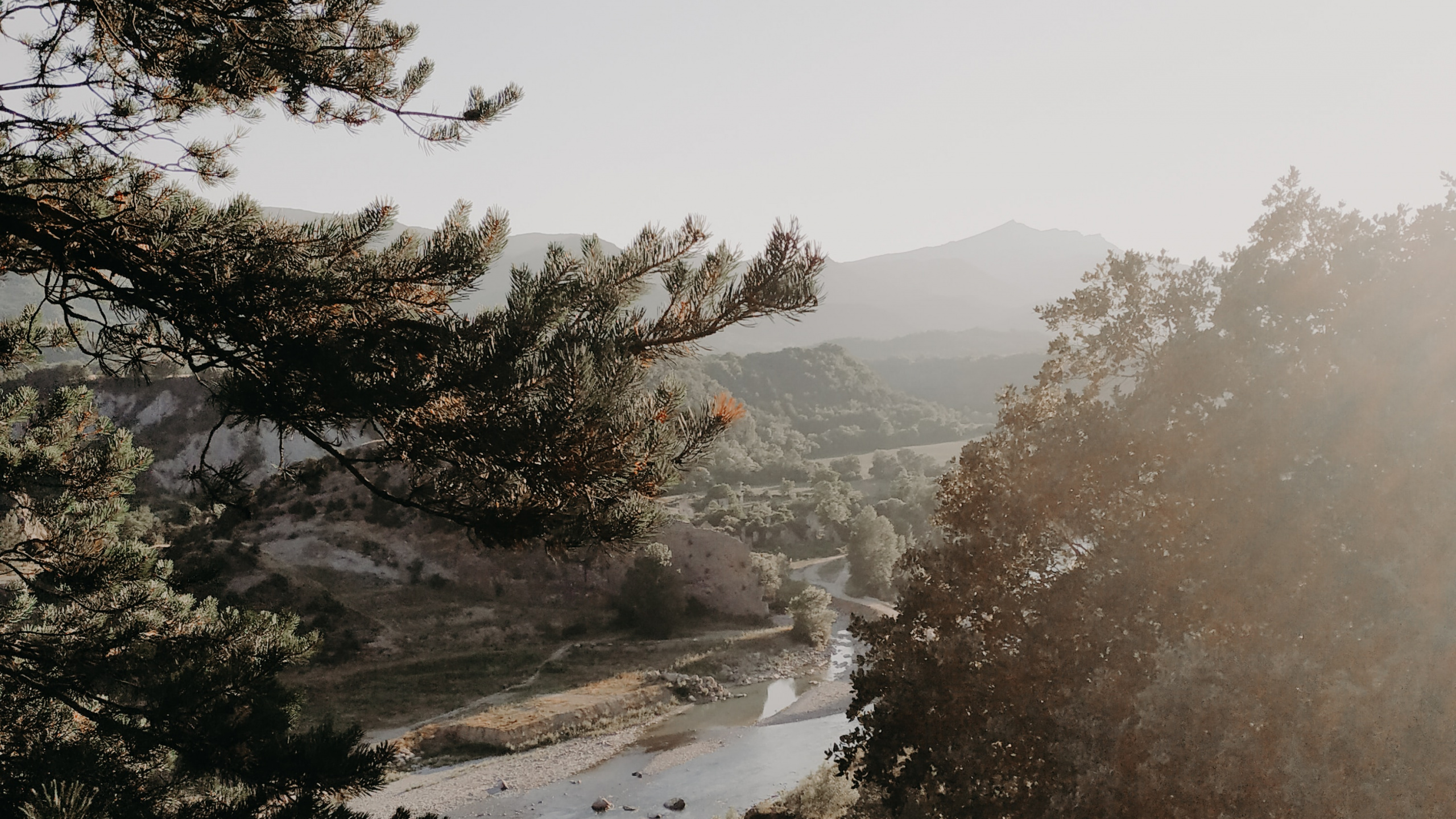 Tree, Morning, Branch, Water, Mist. Wallpaper in 2560x1440 Resolution