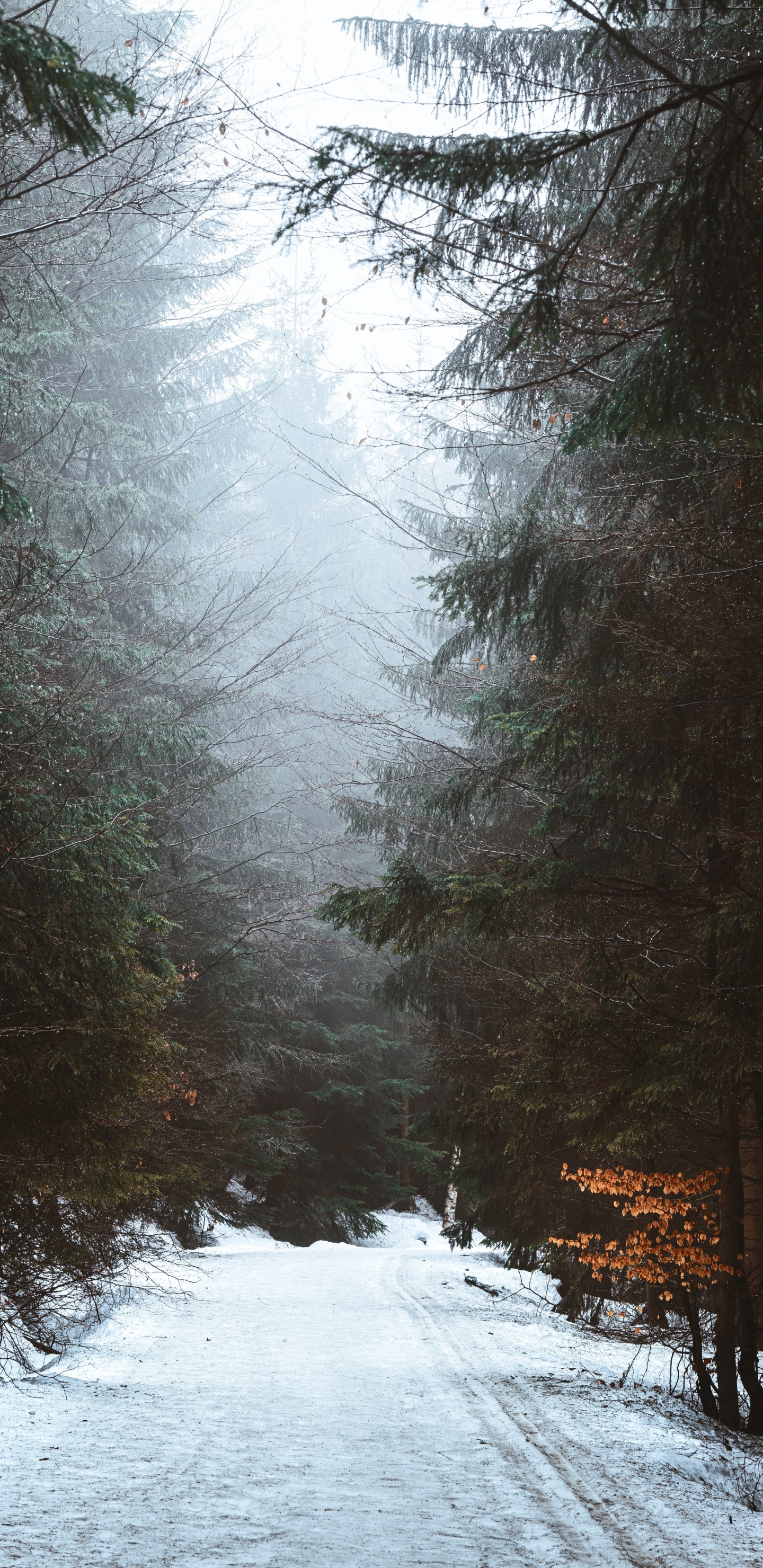 Neige, Radha, Hiver, Congélation, Nature. Wallpaper in 1440x2960 Resolution