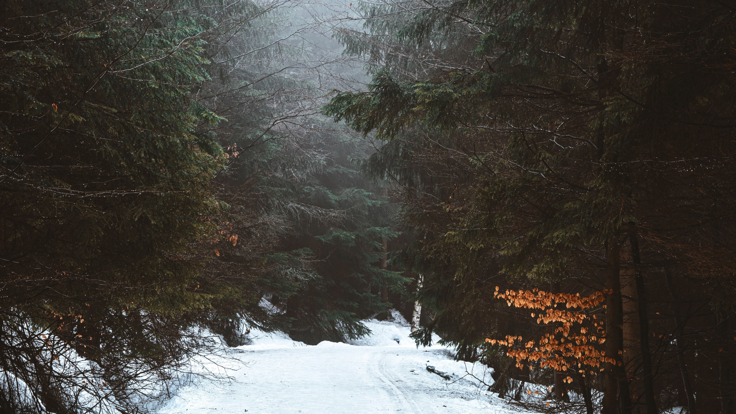 Neige, Radha, Hiver, Congélation, Nature. Wallpaper in 2560x1440 Resolution