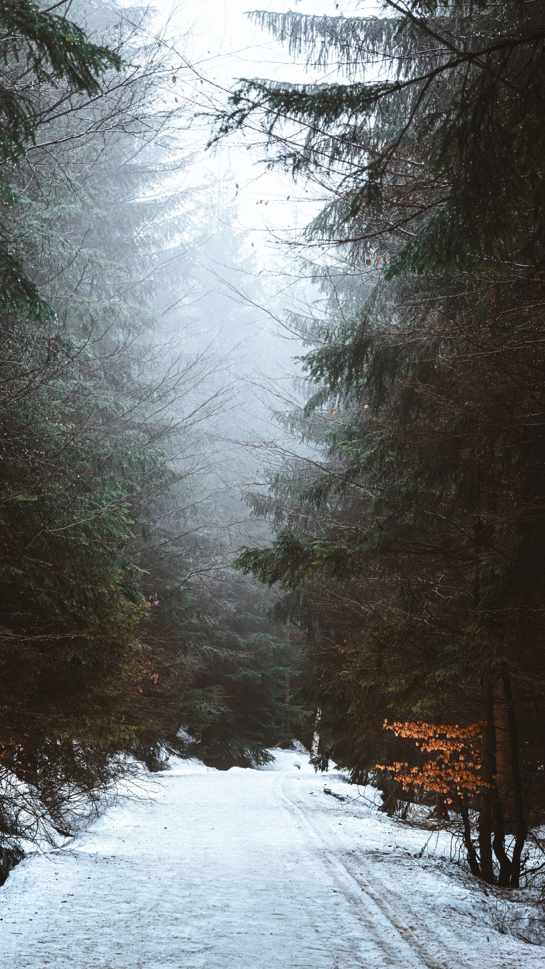 Nieve, Radha, Sucursal, Invierno, Congelación. Wallpaper in 1080x1920 Resolution