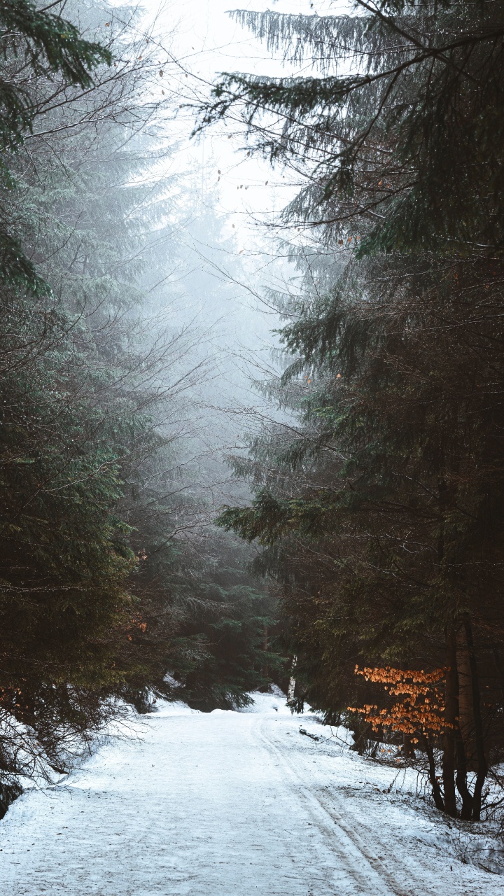 Schnee, Radha, Branch, Cloud, Baum. Wallpaper in 720x1280 Resolution