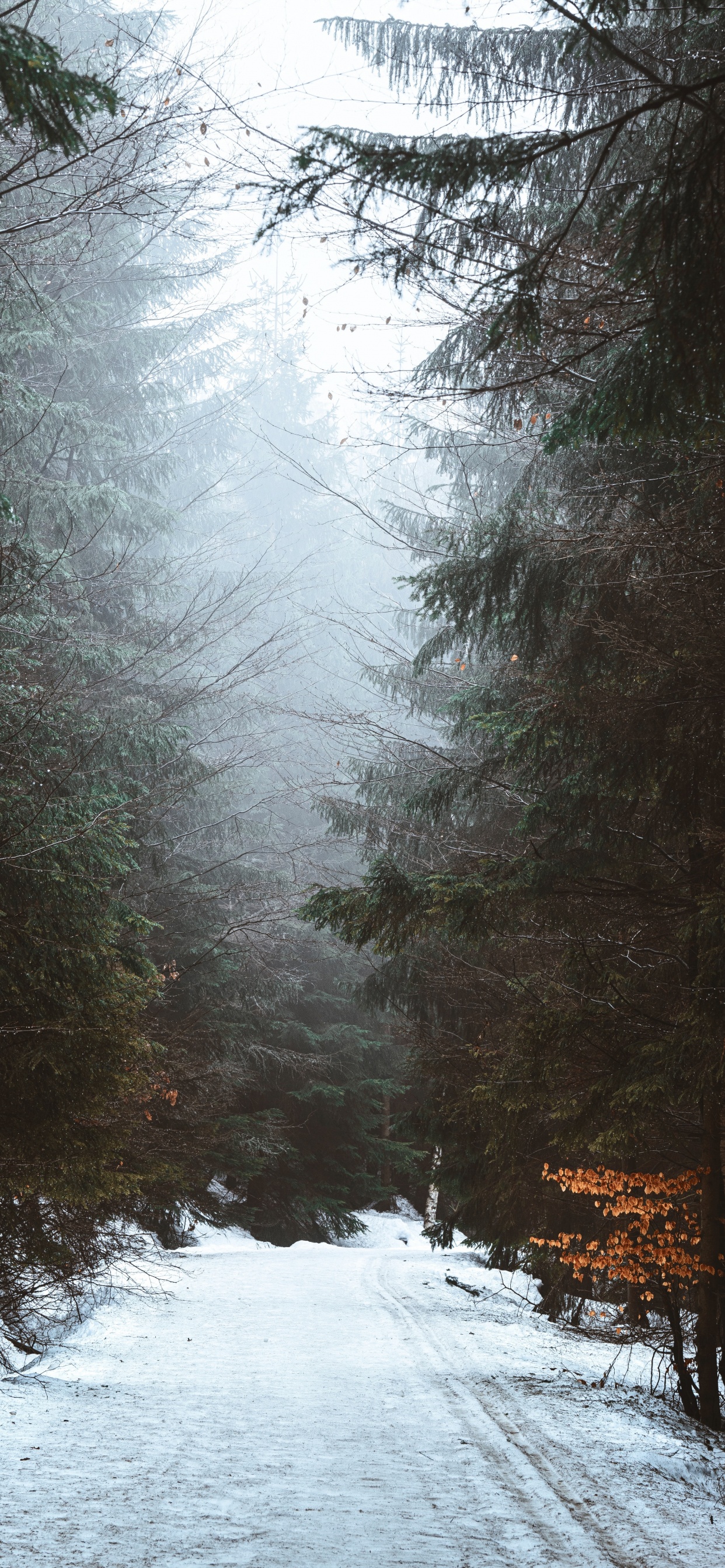 Snow, Radha, Branch, Cloud, Tree. Wallpaper in 1242x2688 Resolution