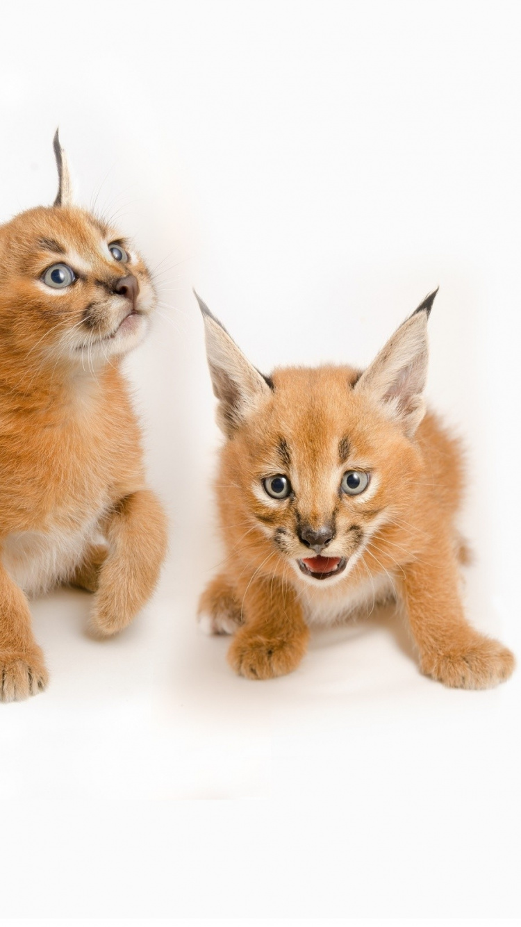 Orange Tabby Kitten on White Surface. Wallpaper in 750x1334 Resolution