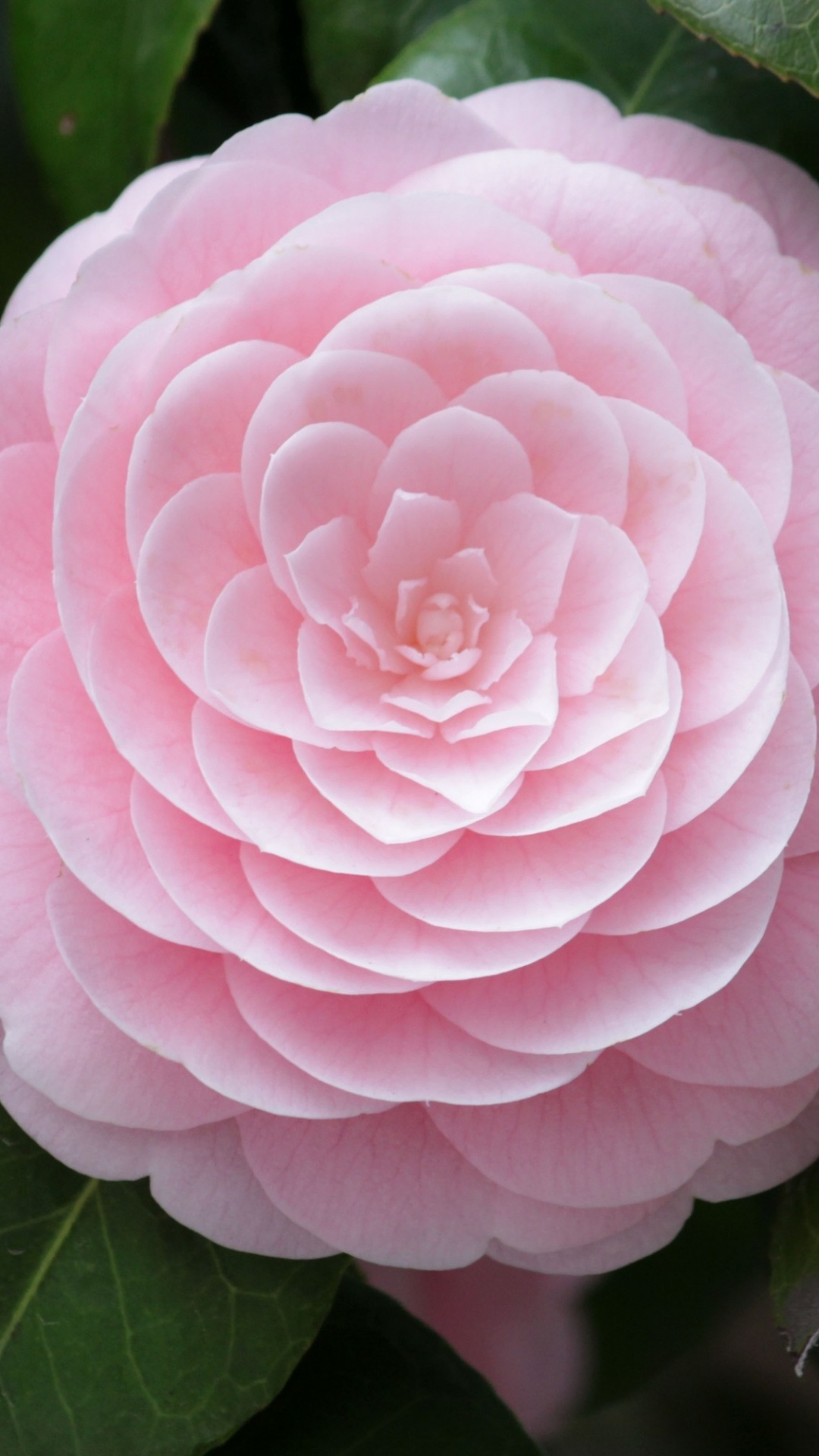 Pink and White Flower in Macro Lens Photography. Wallpaper in 1080x1920 Resolution