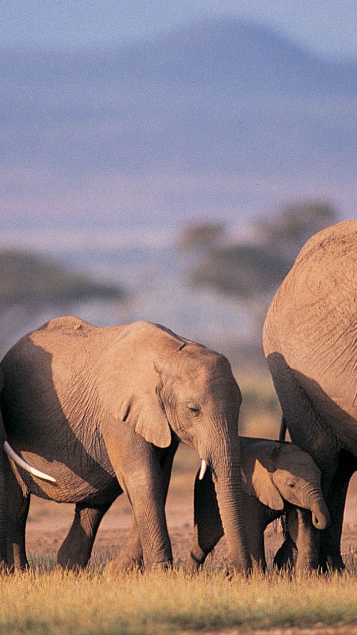 Three Brown Elephants on Green Grass Field During Daytime. Wallpaper in 720x1280 Resolution