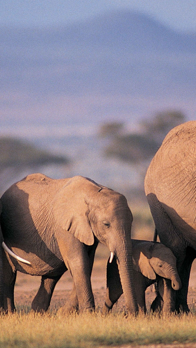 Three Brown Elephants on Green Grass Field During Daytime. Wallpaper in 750x1334 Resolution
