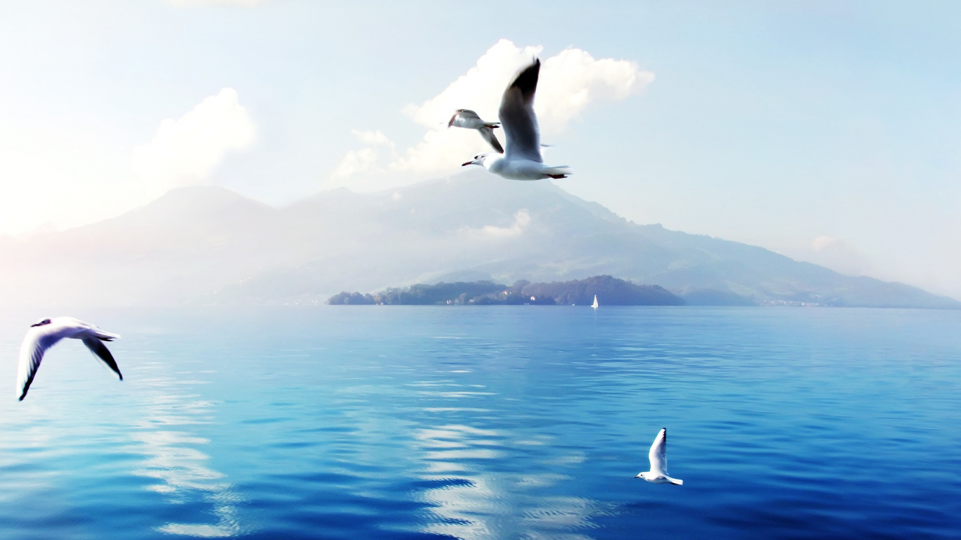 Oiseau Blanc et Noir Survolant la Mer Pendant la Journée. Wallpaper in 1366x768 Resolution