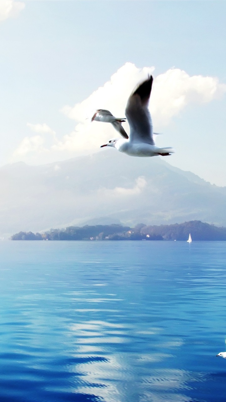 White and Black Bird Flying Over The Sea During Daytime. Wallpaper in 720x1280 Resolution