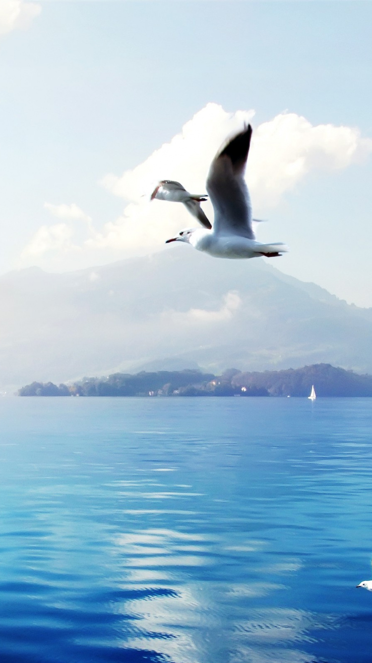 White and Black Bird Flying Over The Sea During Daytime. Wallpaper in 750x1334 Resolution