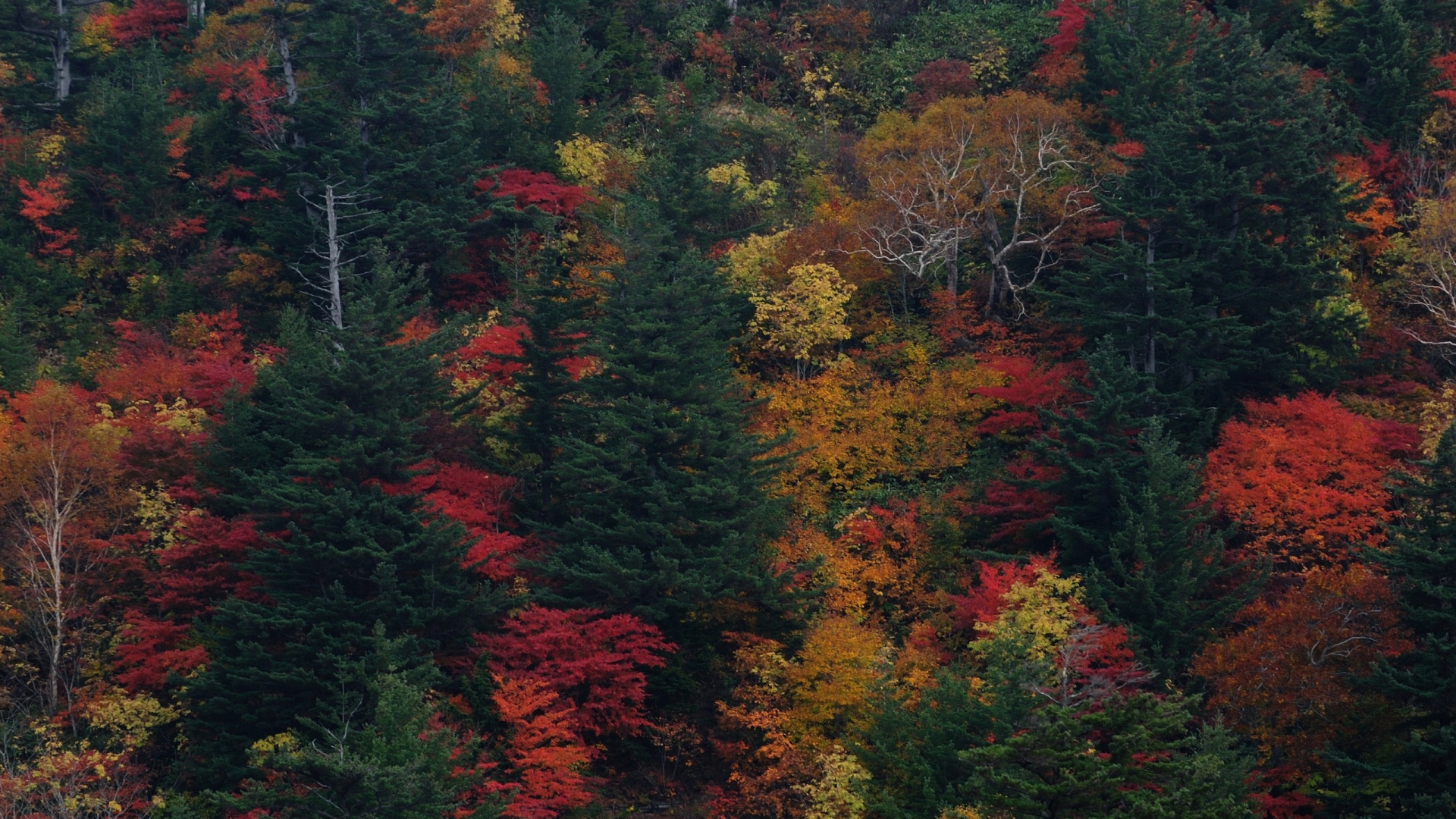 Green and Orange Trees During Daytime. Wallpaper in 1920x1080 Resolution