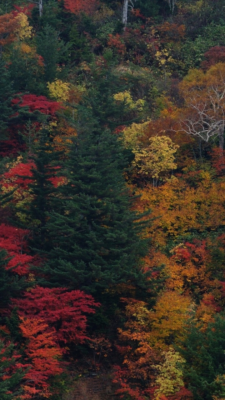 Green and Orange Trees During Daytime. Wallpaper in 720x1280 Resolution
