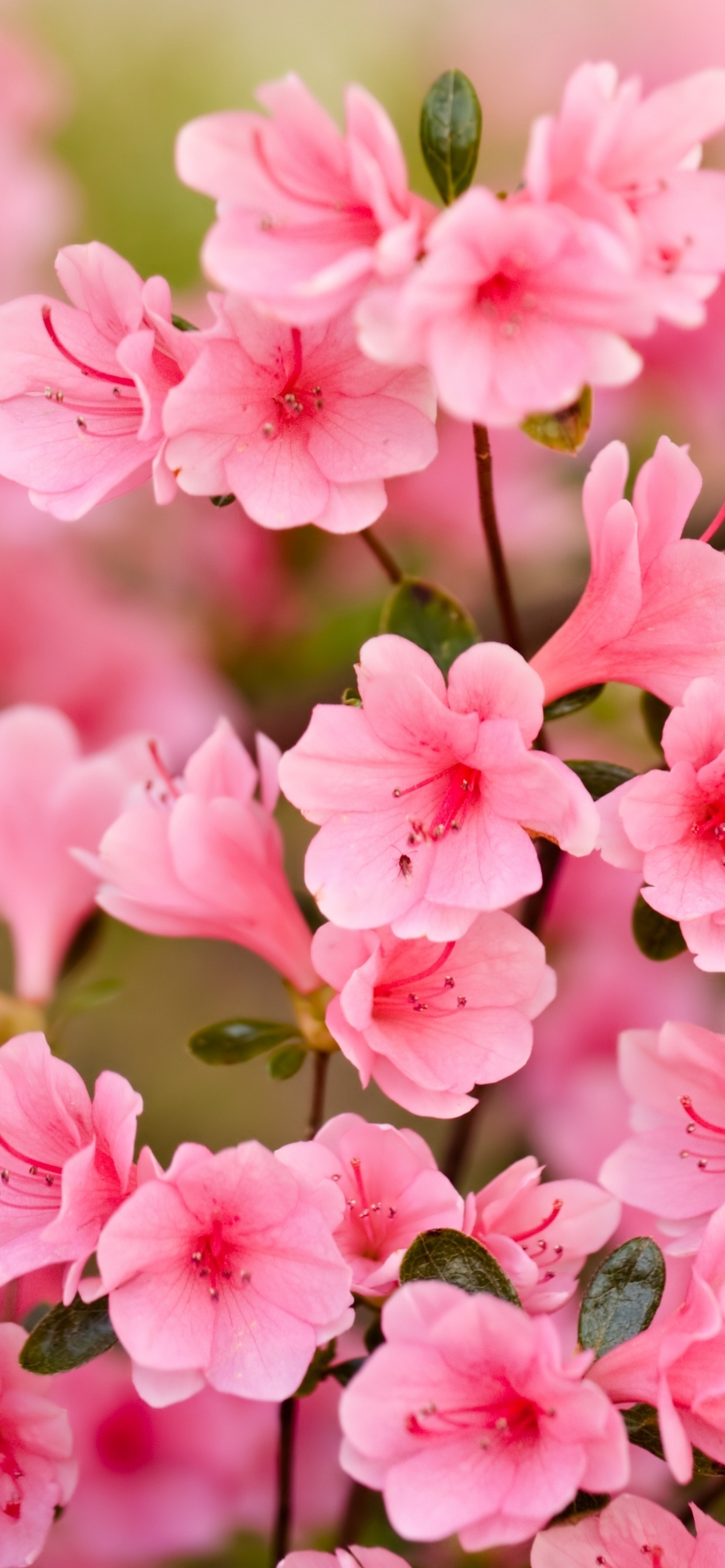 Pink Flowers in Tilt Shift Lens. Wallpaper in 1242x2688 Resolution
