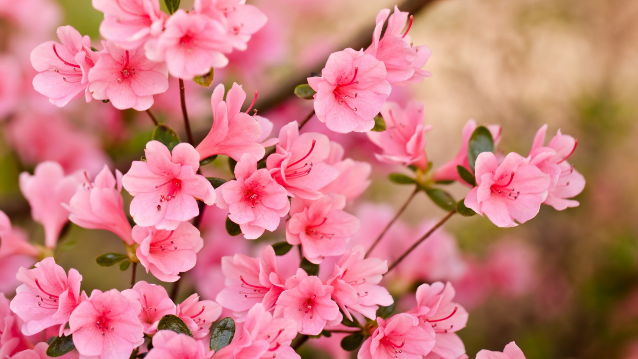 Pink Flowers in Tilt Shift Lens. Wallpaper in 1280x720 Resolution