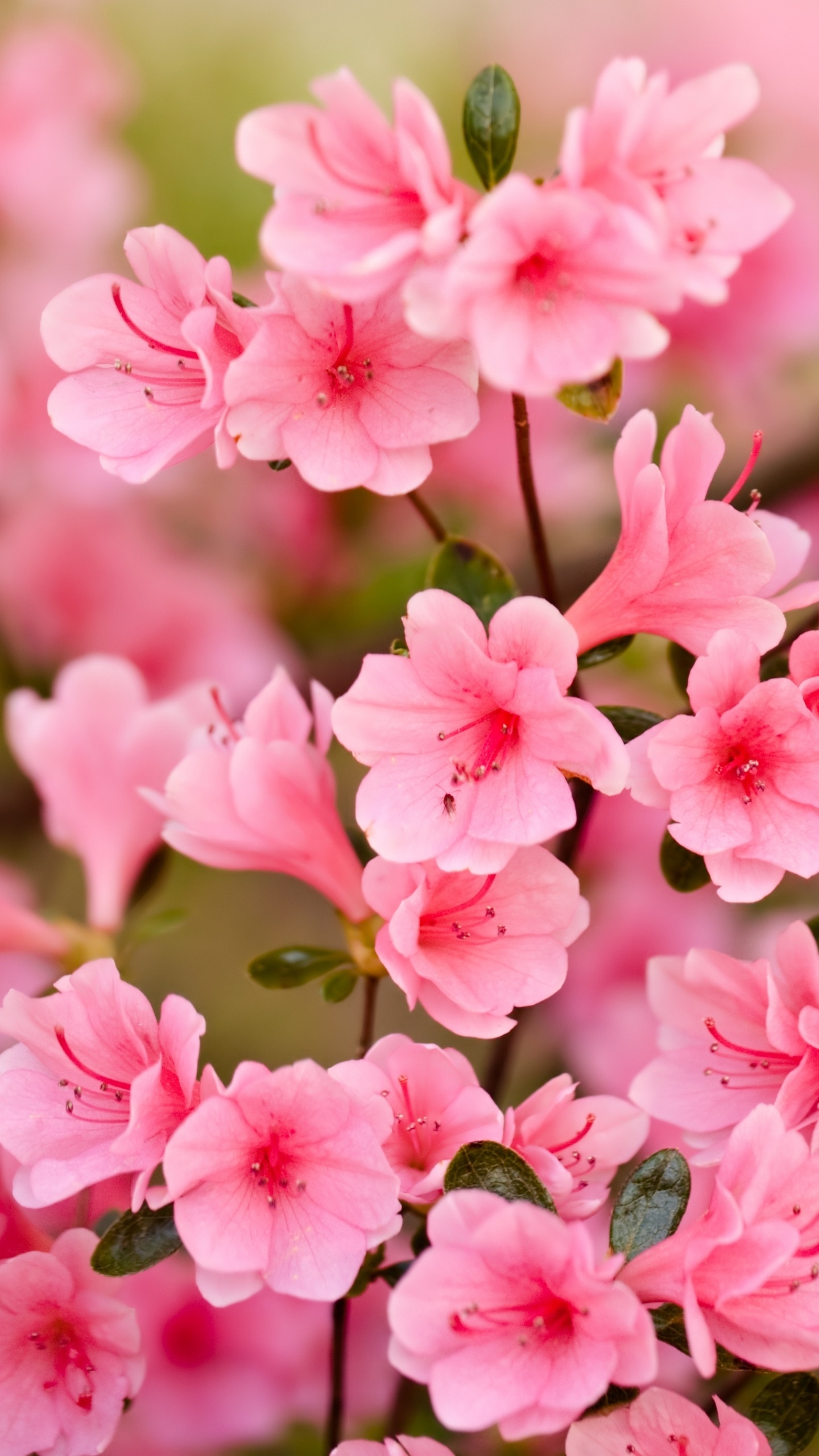 Pink Flowers in Tilt Shift Lens. Wallpaper in 1440x2560 Resolution