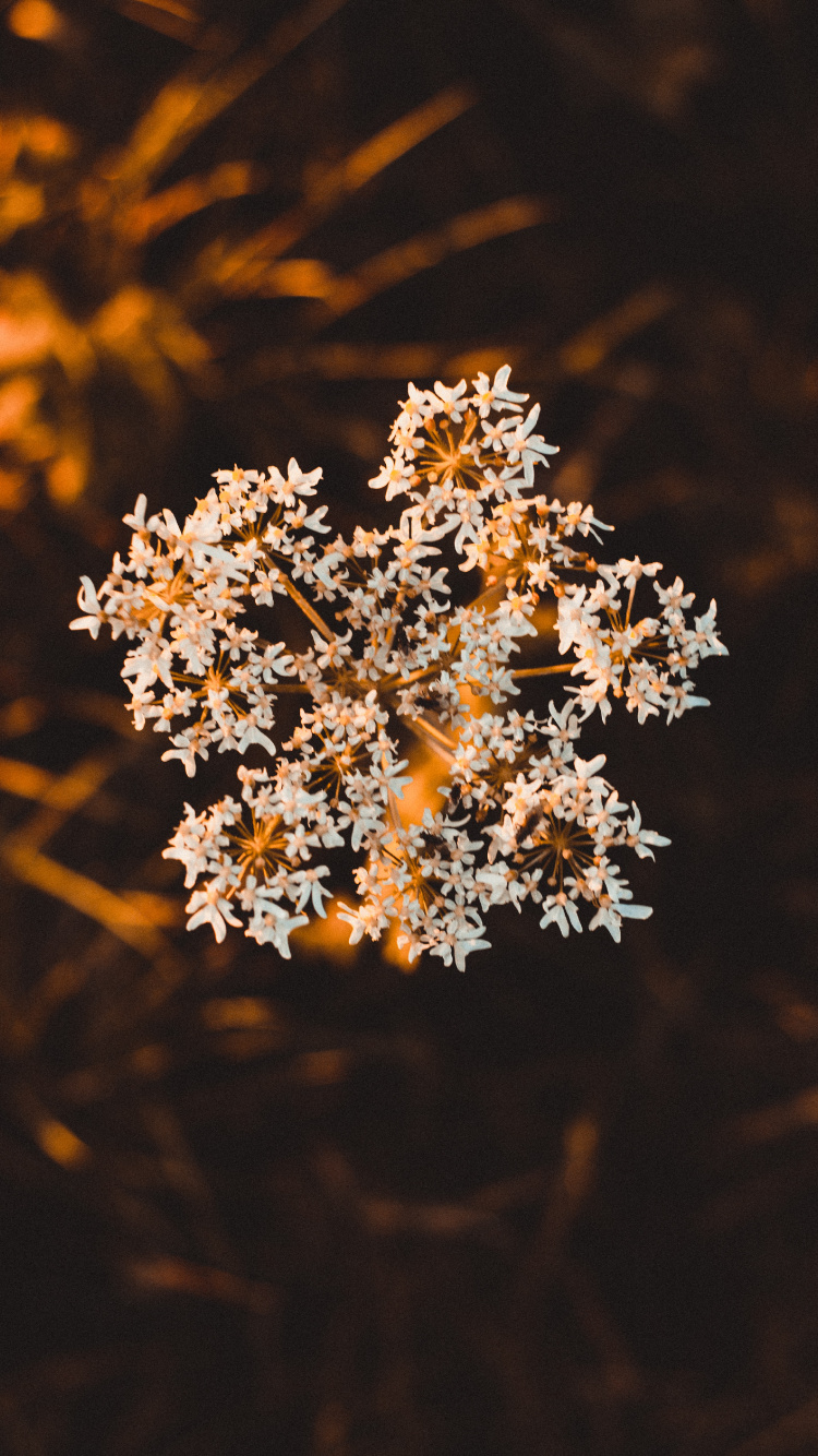 Weiße Blumen in Tilt-Shift-Linse. Wallpaper in 750x1334 Resolution