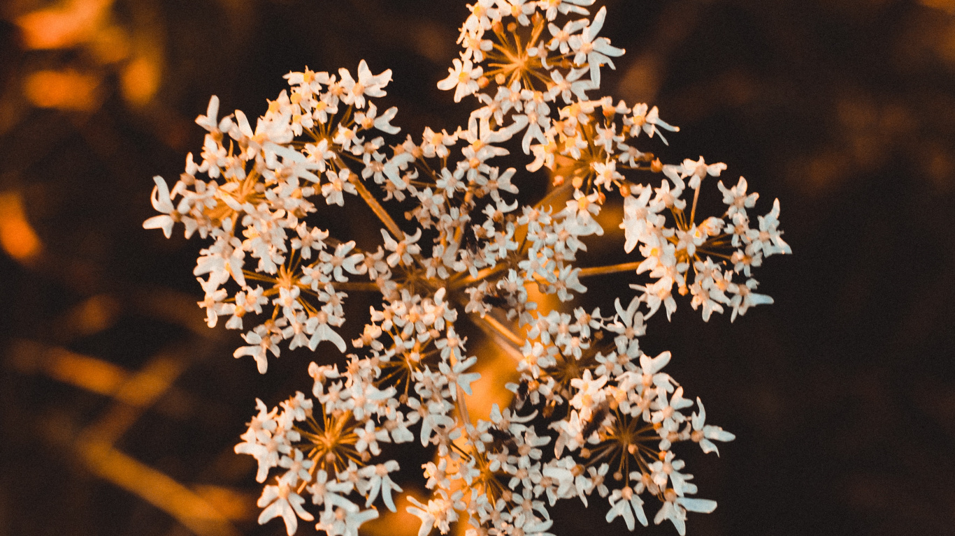 Fleurs Blanches Dans L'objectif à Décentrement. Wallpaper in 1366x768 Resolution
