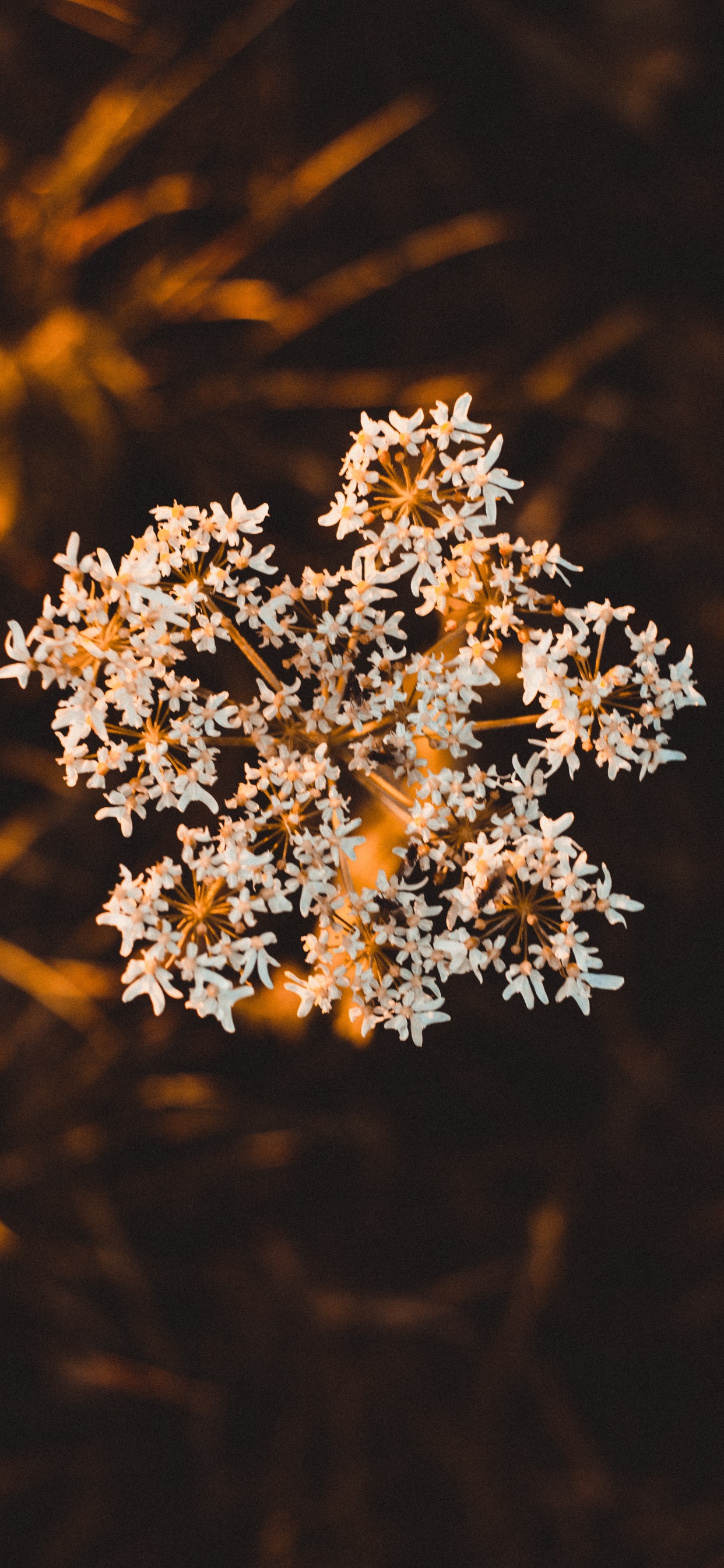 White Flowers in Tilt Shift Lens. Wallpaper in 1242x2688 Resolution
