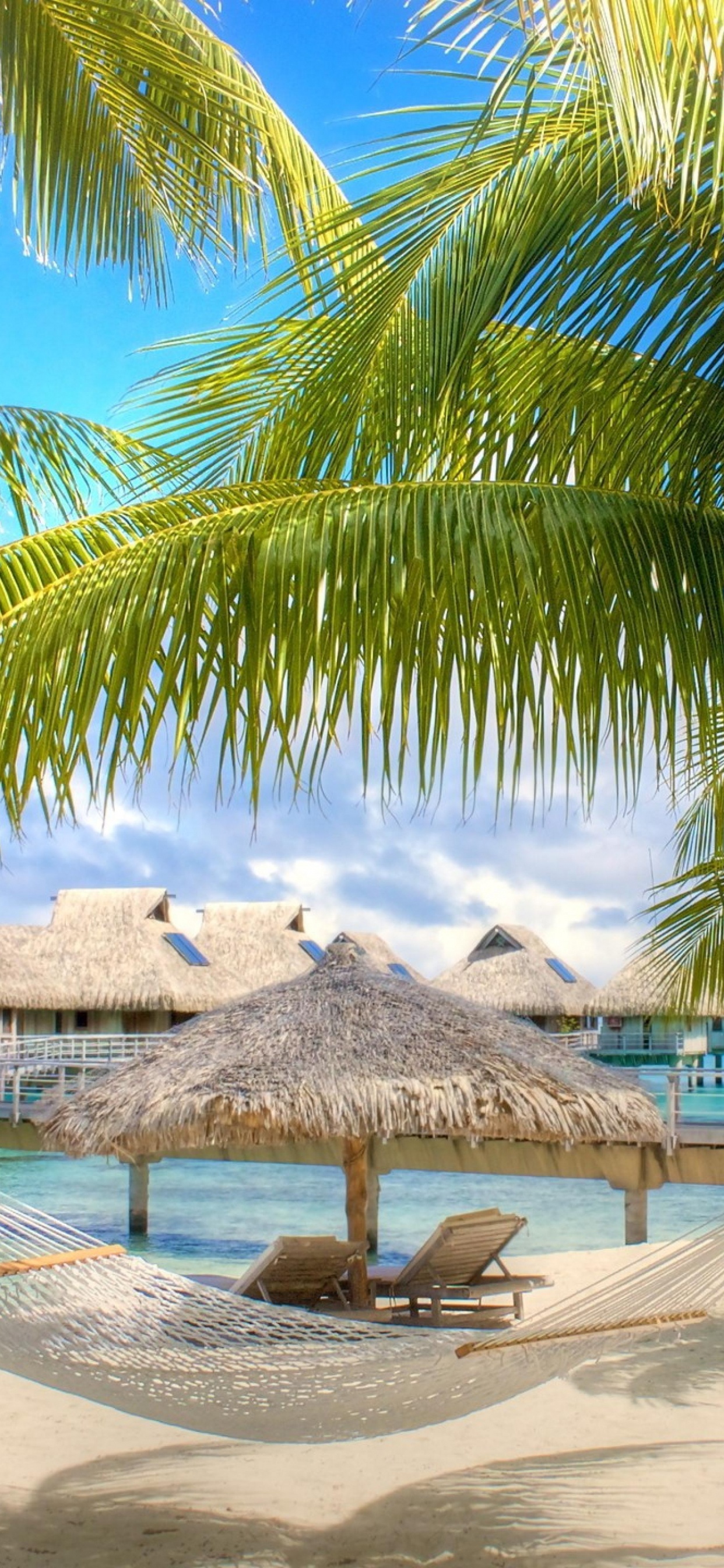 Brown Beach Lounge Chairs Near Palm Tree on Beach During Daytime. Wallpaper in 1242x2688 Resolution