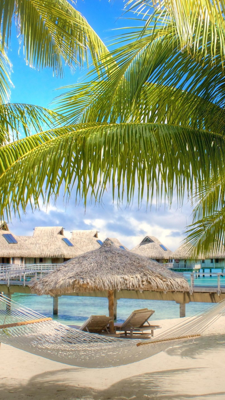 Brown Beach Lounge Chairs Near Palm Tree on Beach During Daytime. Wallpaper in 750x1334 Resolution