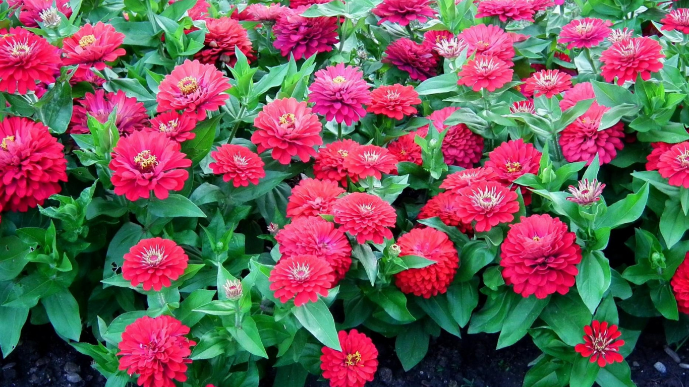 Pink Flowers With Green Leaves. Wallpaper in 1366x768 Resolution