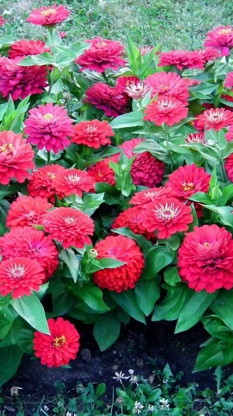 Pink Flowers With Green Leaves. Wallpaper in 750x1334 Resolution